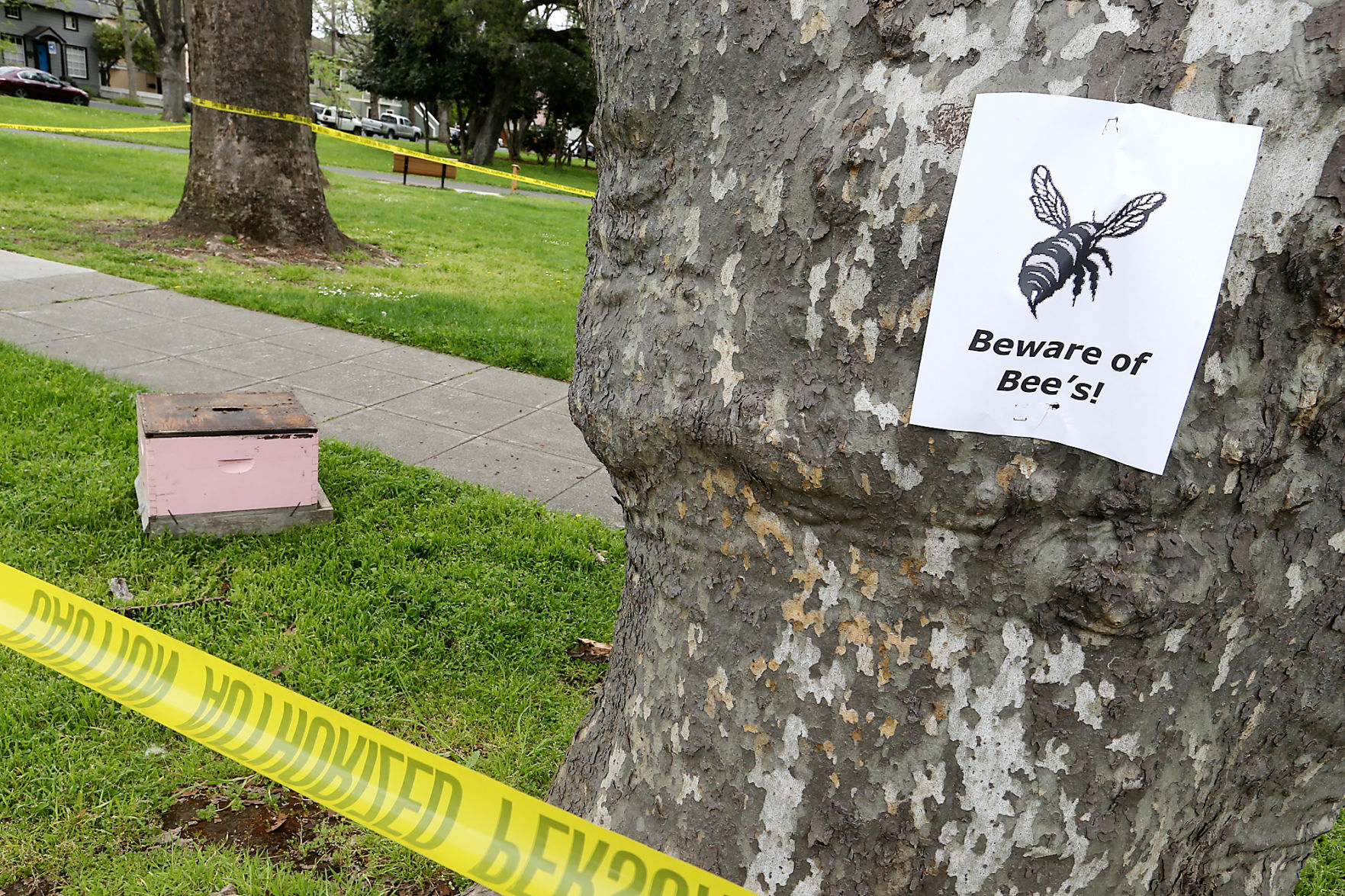 Bee Swarm